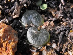 Bulbine mesembryanthemoides