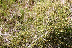 Aspalathus hispida hispida