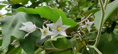 Solanum lanceolatum