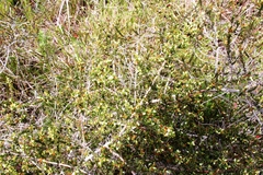 Aspalathus hispida hispida