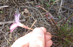 Oxalis polyphylla polyphylla