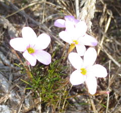Oxalis polyphylla polyphylla