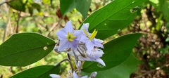 Solanum lanceolatum