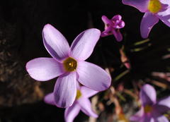 Oxalis polyphylla polyphylla