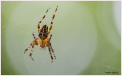 Araneus diadematus