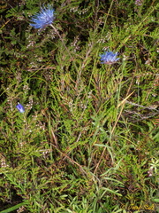 Jasione laevis