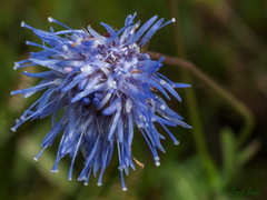 Jasione laevis