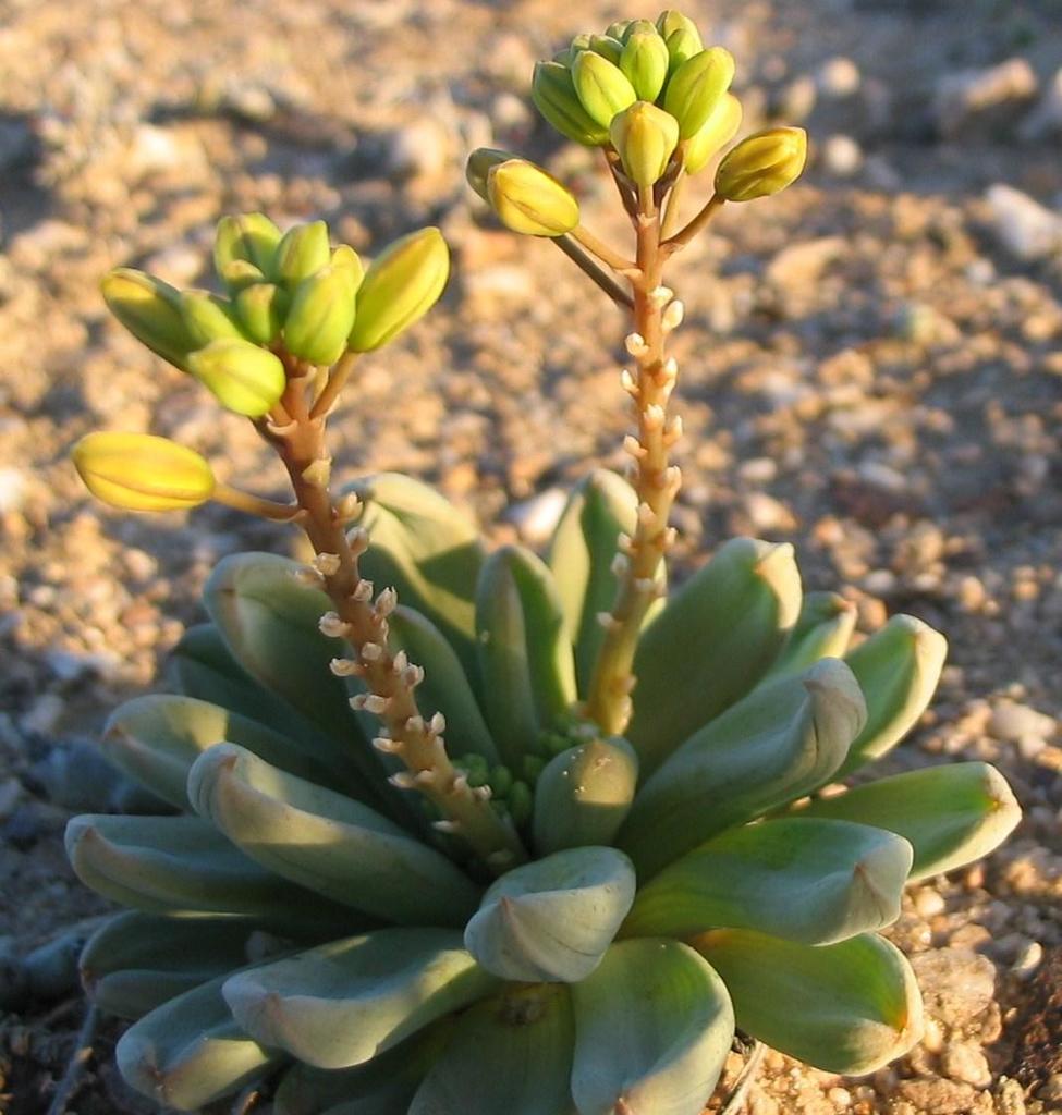 Bulbine rhopalophylla