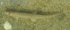 Cobitis taenia
