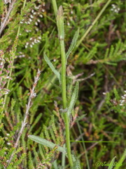 Jasione laevis