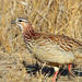 Southern Crested Francolin - Photo (c) Michael McSweeney, some rights reserved (CC BY-NC), uploaded by Michael McSweeney