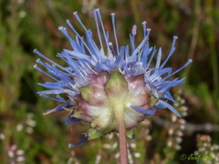 Jasione laevis