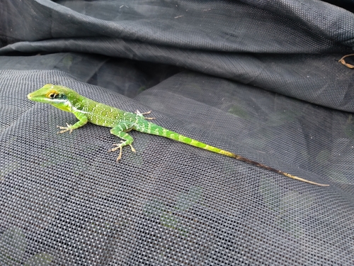Hispaniolan Green Anole (Anolis chlorocyanus)