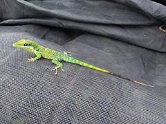 Anolis chlorocyanus