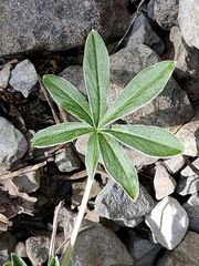 Potentilla alchimilloides