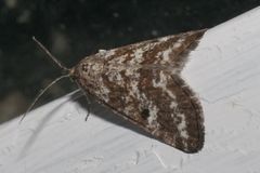 Eufidonia discospilata