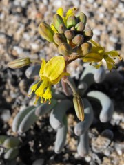 Bulbine sedifolia