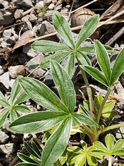 Potentilla alchimilloides