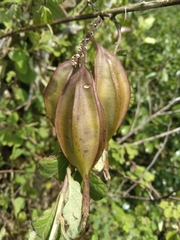 Epidendrum wrightii