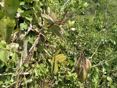 Epidendrum wrightii