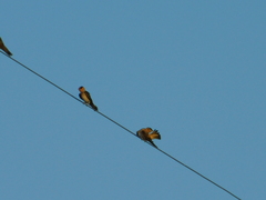 Petrochelidon fulva