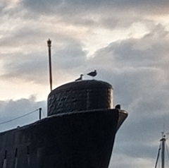 Larus marinus