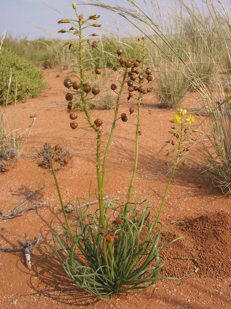 Bulbine namaensis