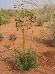 Bulbine namaensis