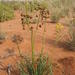 Bulbine namaensis - Photo (c) pietermier, some rights reserved (CC BY-NC)