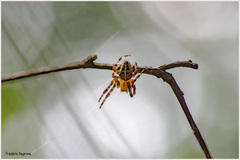 Araneus diadematus