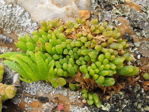 Bulbine vitrea · NaturaLista Mexico