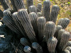Euphorbia polygona