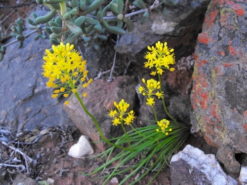 Fine Catstail (Bulbinella gracilis)