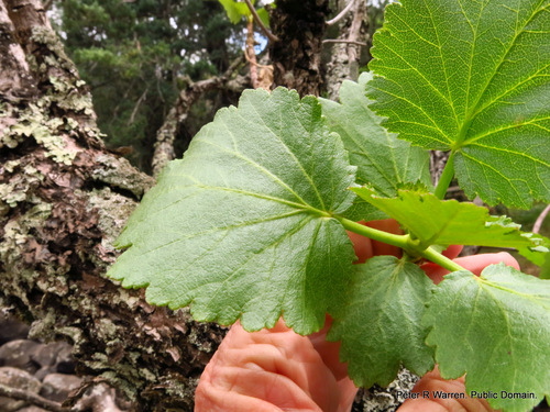 Greyia sutherlandii (Greyia sutherlandii)