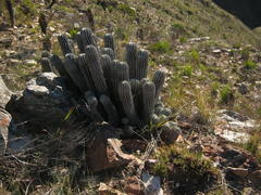 Euphorbia polygona