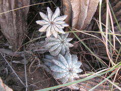 Euphorbia polygona