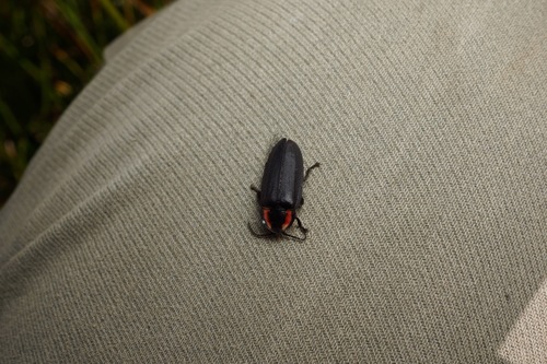 iNaturalist observation photo of Rover Fireflies