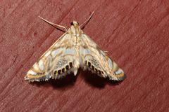 Neocataclysta magnificalis