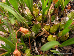 Polystachya ottoniana