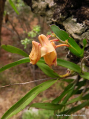 Polystachya ottoniana