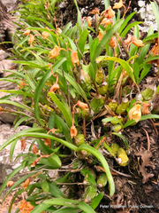 Polystachya ottoniana