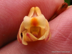 Polystachya ottoniana