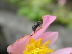 Charagochilus angusticollis