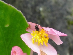 Charagochilus angusticollis