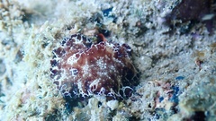 Discodoris boholiensis