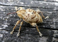 Coleoptera