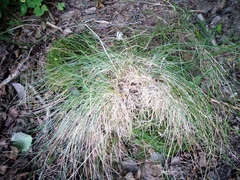 Festuca rupicola