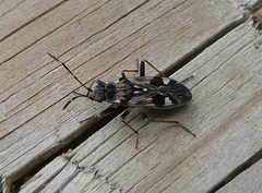 Beosus maritimus