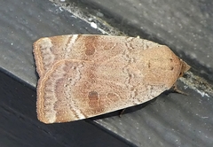 Lepidoptera