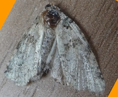 Lepidoptera